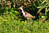 Northern Jacana