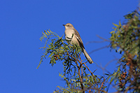 Northern Mockingbird