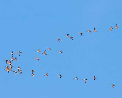 Northern Pintail