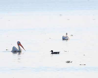 Northern Pintail