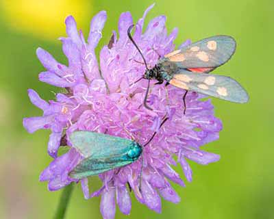 Narrow-bordered Five-spot Burnet