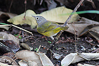 Nashville Warbler