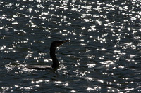 Neotropic Cormorant