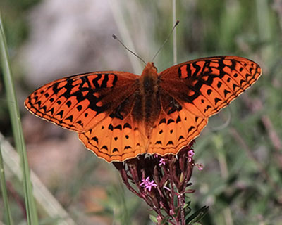 Nokomis Fritillary
