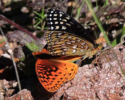 Nokomis Fritillary