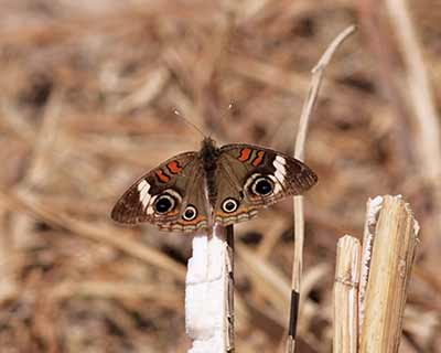 Northern Buckeye