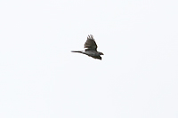 Eurasian Goshawk