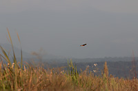 Northern Harrier