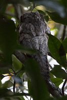 Northern Potoo