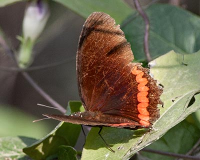 Northern Red Rim