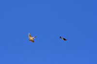 Northern Rough-winged Swallow