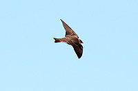 Northern Rough-winged Swallow