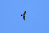 Northern Rough-winged Swallow
