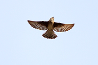 Northern Rough-winged Swallow