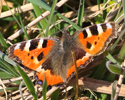 Small Tortoiseshell