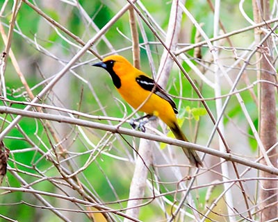 Orange Oriole