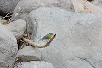 Orange-breasted Bunting