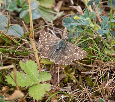 Oberthür's Grizzled Skipper