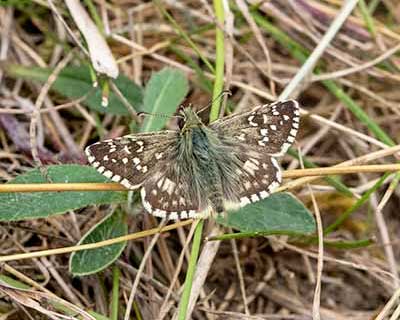 Oberthür's Grizzled Skipper