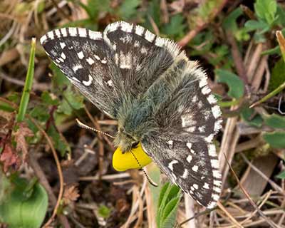 Oberthür's Grizzled Skipper
