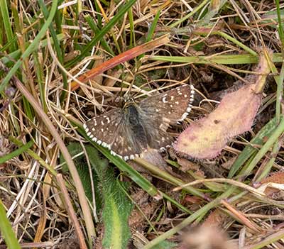 Oberthür's Grizzled Skipper