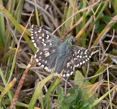 Oberthür's Grizzled Skipper