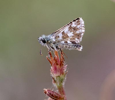 Oberthür's Grizzled Skipper
