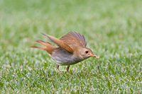 Orange-billed Nightingale-Thrush