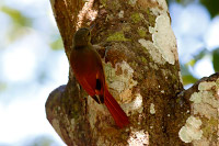 Olivaceous Woodcreeper