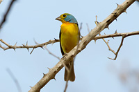 Orange-breasted Bunting