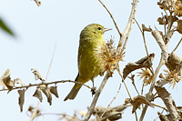 Orange-crowned Warbler