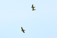Orange-fronted Parakeet