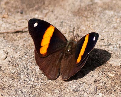 Orange-striped Eighty-eight