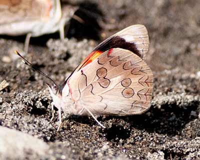 Orange-striped Eighty-eight