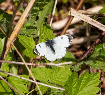 Orange Tip
