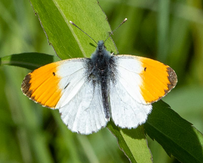 Orange Tip