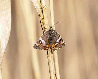 Orange Underwing
