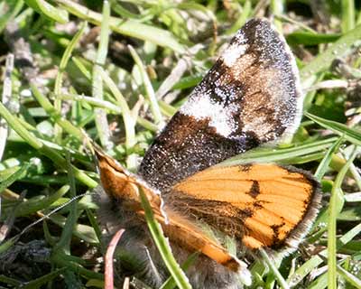 Orange Underwing