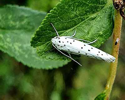 Orchard Ermine