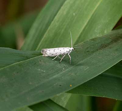 Orchard Ermine