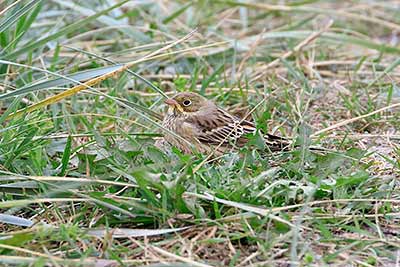 Ortolan Bunting (Emberiza hortulana) [Kongelundsområdet (Dragør), Denmark]
