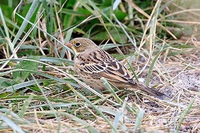 Ortolan Bunting (Emberiza hortulana) [Kongelundsområdet (Dragør), Denmark]