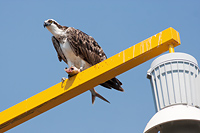 Osprey