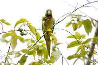 Olive-throated Parakeet