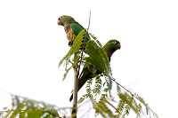 Olive-throated Parakeet