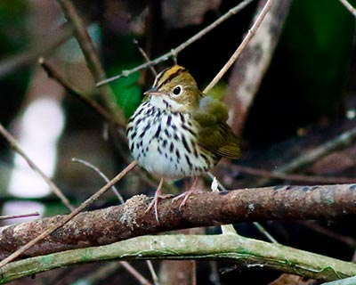 Ovenbird