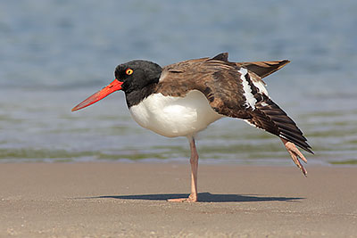 American Oystercatcher