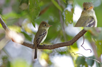 Western Flycatcher
