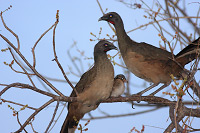 Plain Chachalaca