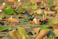 Purple Gallinule